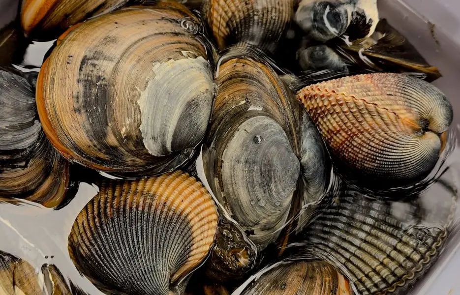 Coquillages frais, moules et palourdes, dans une passoire sous un filet d'eau claire